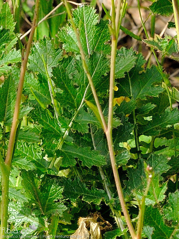 Brassica tournefortii - Folha | Paulo Ventura Araújo; CC BY-NC 4.0