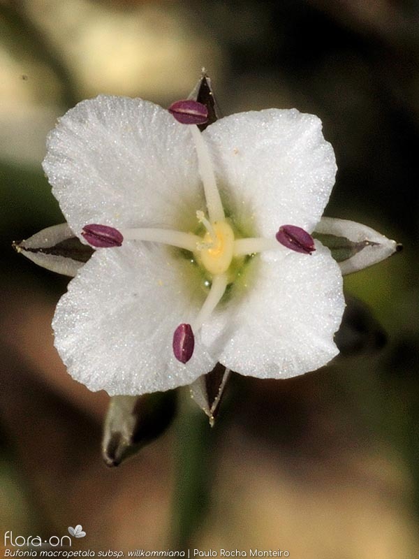 Bufonia macropetala willkommiana - Flor (close-up) | Paulo Rocha Monteiro; CC BY-NC 4.0