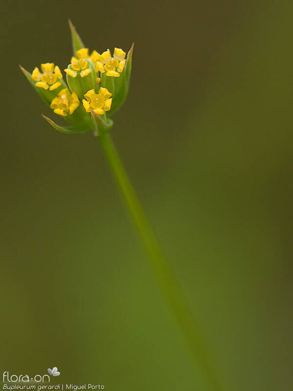 Bupleurum gerardi - Flor (close-up) | Miguel Porto; CC BY-NC 4.0