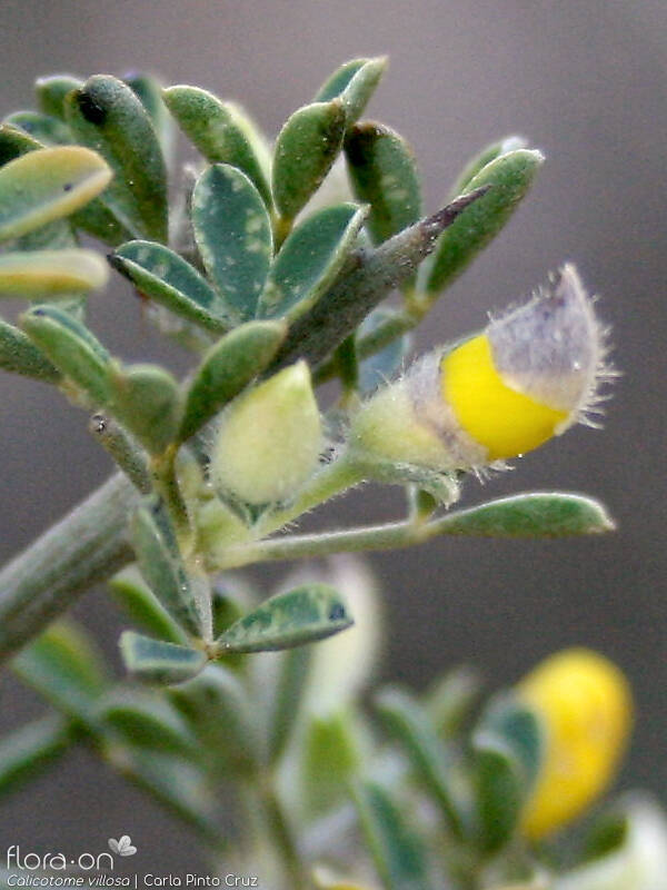 Calicotome villosa - Flor (close-up) | Carla Pinto Cruz; CC BY-NC 4.0