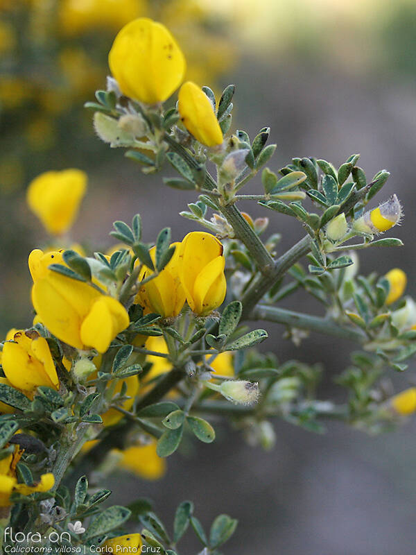 Calicotome villosa - Flor (geral) | Carla Pinto Cruz; CC BY-NC 4.0