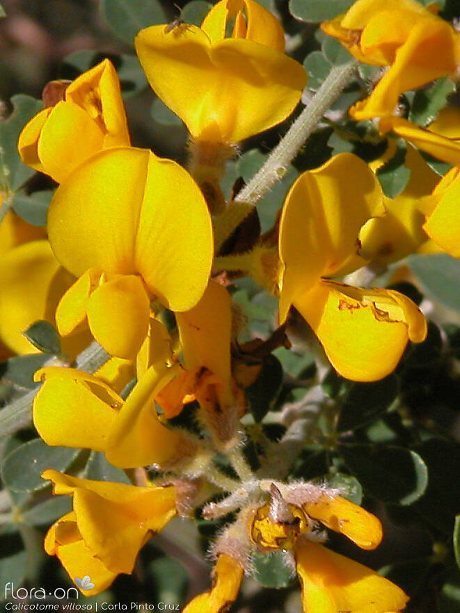 Calicotome villosa - Flor (close-up) | Carla Pinto Cruz; CC BY-NC 4.0