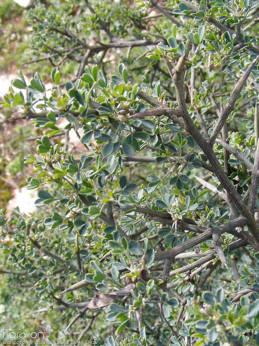 Calicotome villosa - Folha (geral) | Sara Lobo Dias; CC BY-NC 4.0