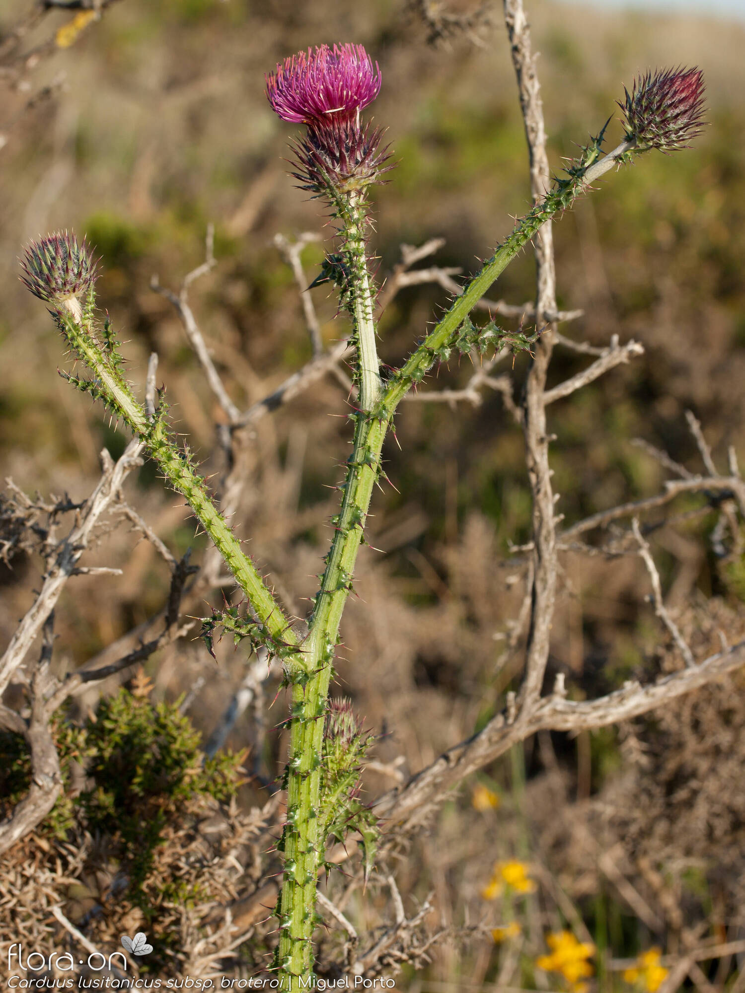 Carduus lusitanicus - Flor (geral) | Miguel Porto; CC BY-NC 4.0