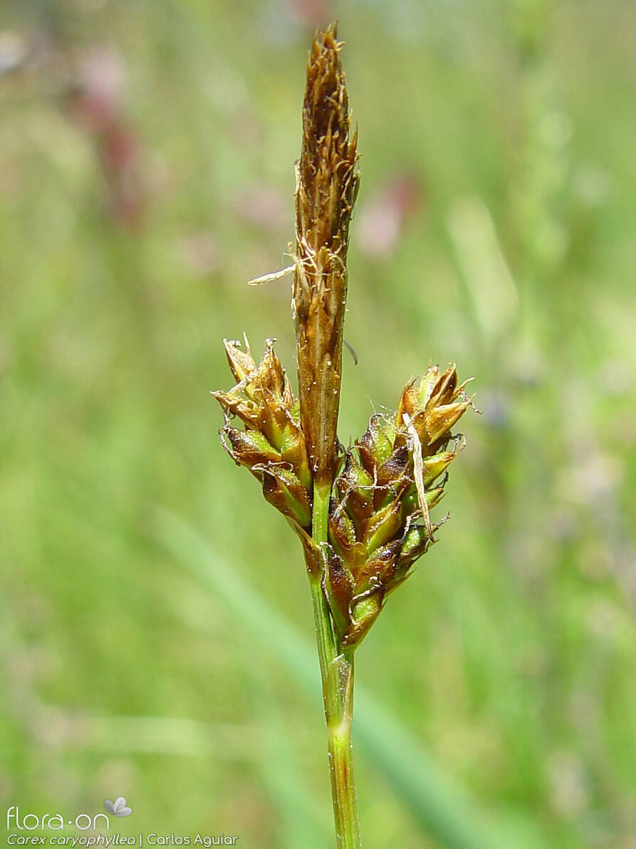 Carex caryophyllea - Flor (geral) | Carlos Aguiar; CC BY-NC 4.0