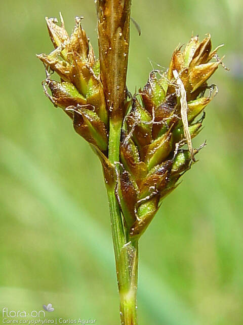 Carex caryophyllea - Flor (close-up) | Carlos Aguiar; CC BY-NC 4.0