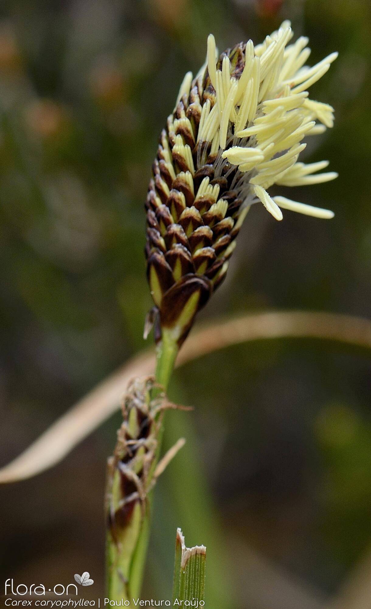 Carex caryophyllea - Flor (close-up) | Paulo Ventura Araújo; CC BY-NC 4.0