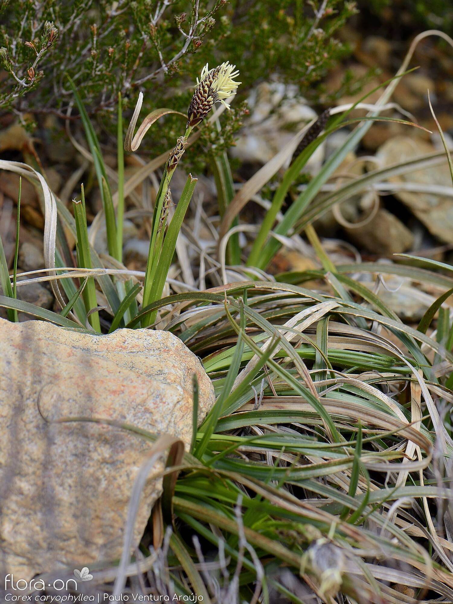 Carex caryophyllea - Folha (geral) | Paulo Ventura Araújo; CC BY-NC 4.0