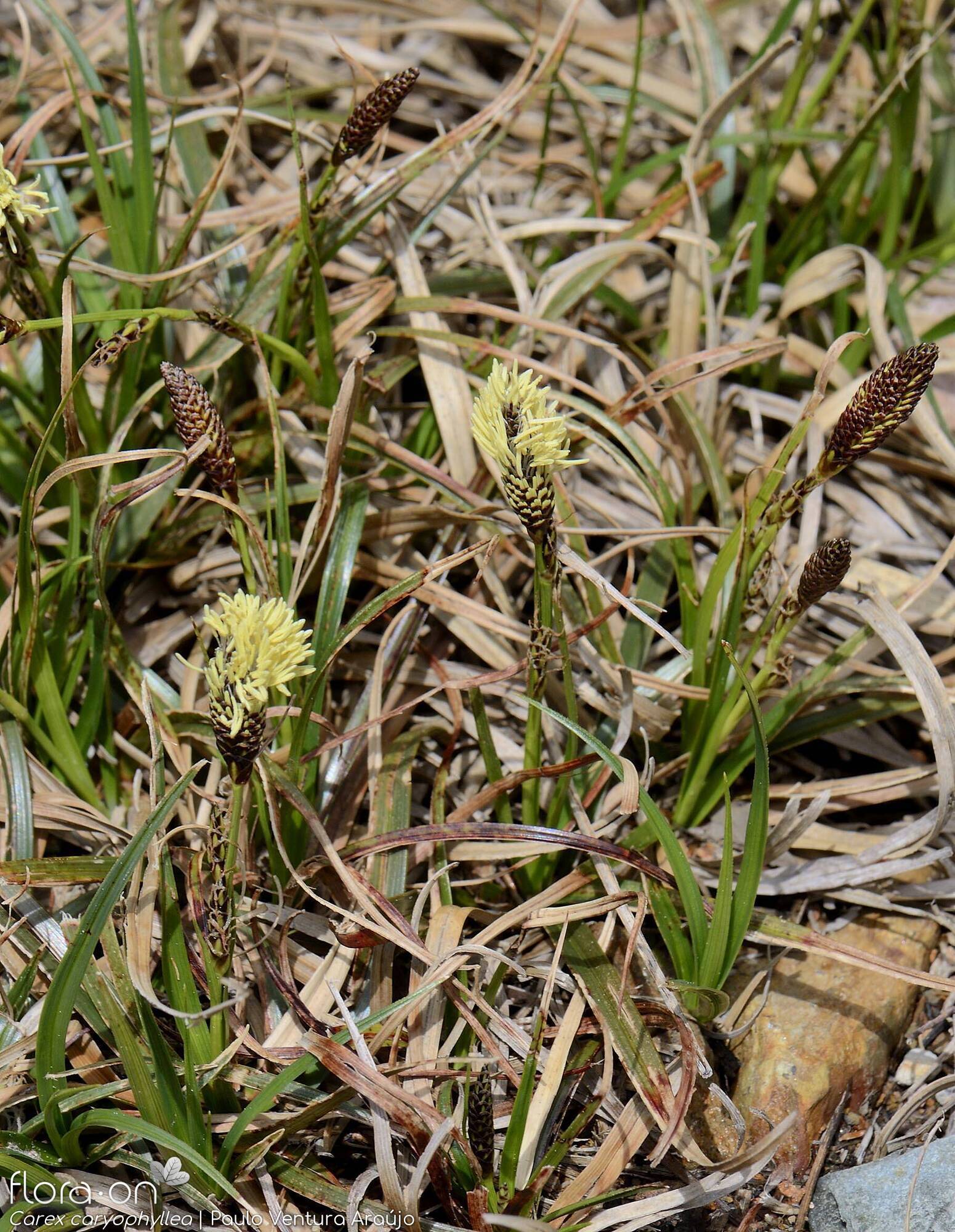 Carex caryophyllea - Hábito | Paulo Ventura Araújo; CC BY-NC 4.0