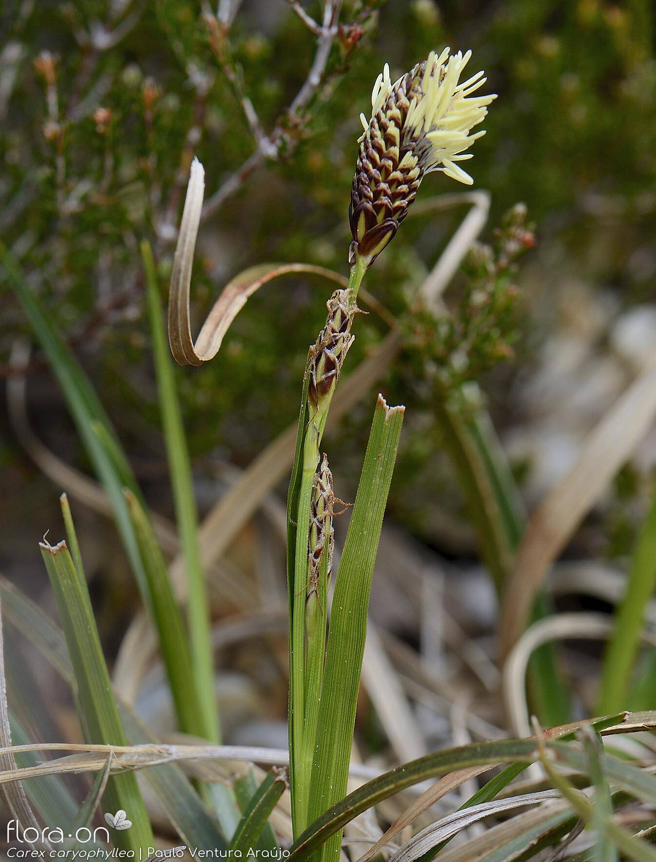 Carex caryophyllea - Flor (geral) | Paulo Ventura Araújo; CC BY-NC 4.0