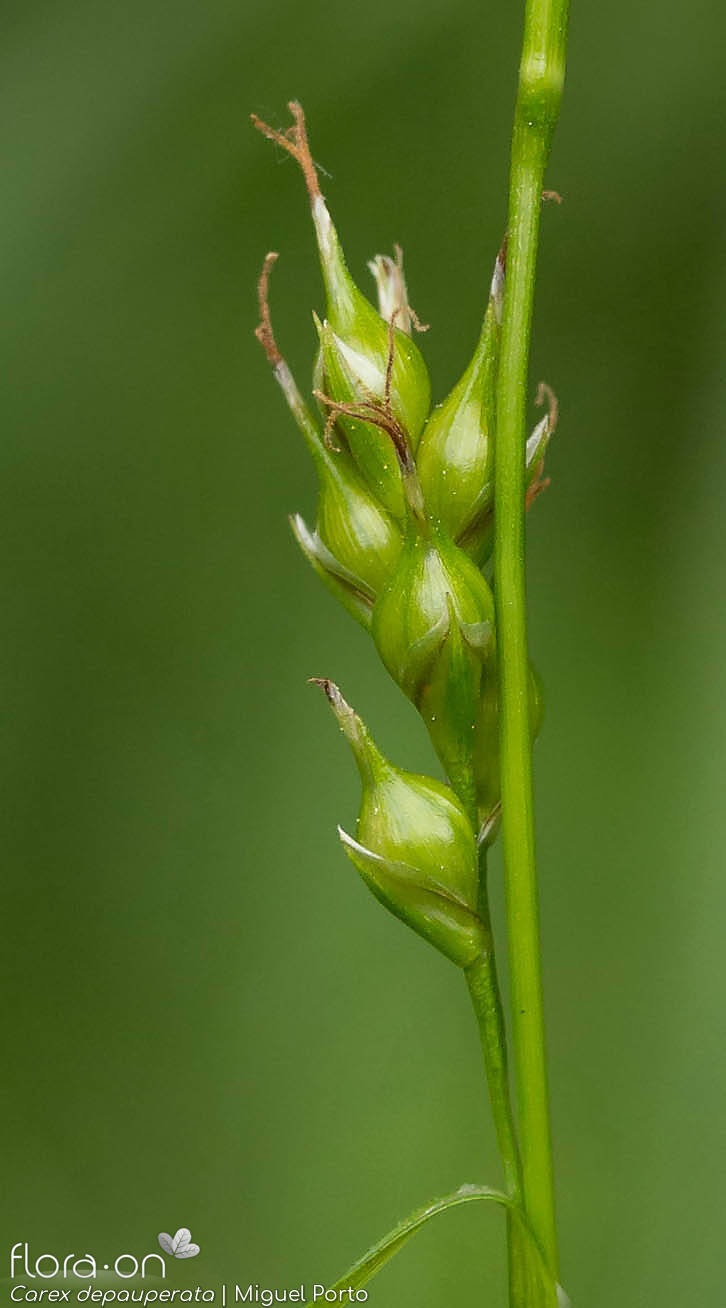 Carex depauperata - Flor (close-up) | Miguel Porto; CC BY-NC 4.0