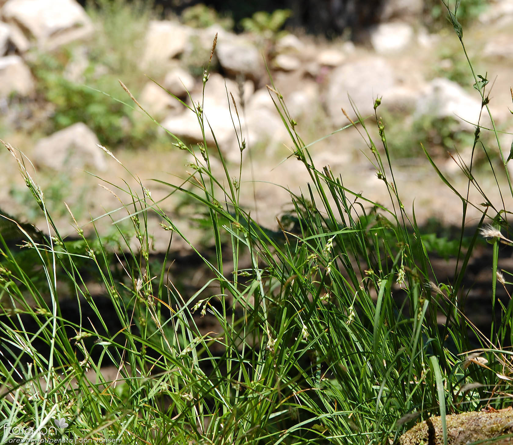 Carex depauperata - Hábito | Jan Jansen; CC BY-NC 4.0