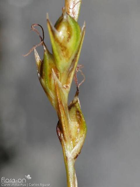 Carex distachya - Fruto | Carlos Aguiar; CC BY-NC 4.0