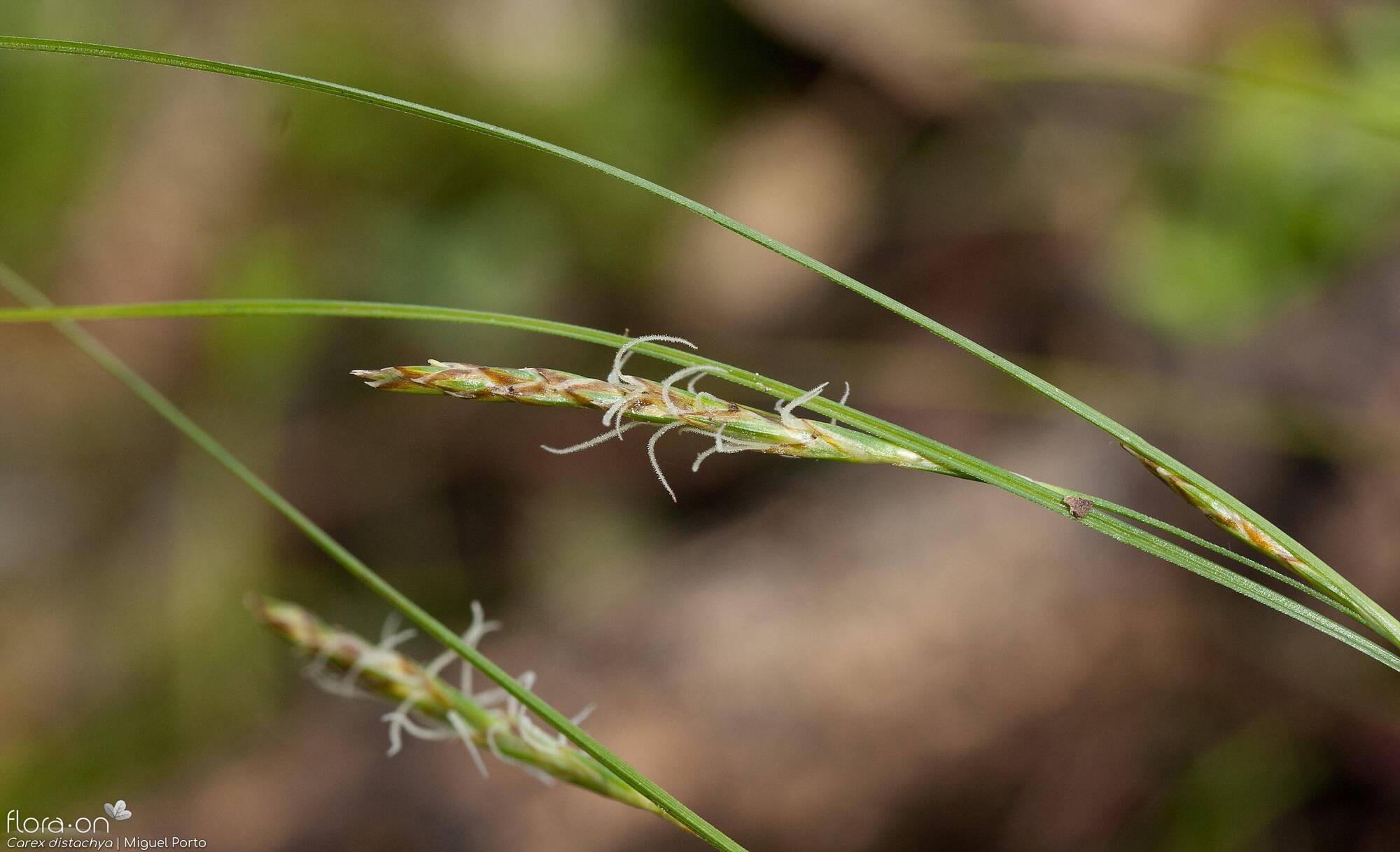 Carex distachya - Flor (geral) | Miguel Porto; CC BY-NC 4.0