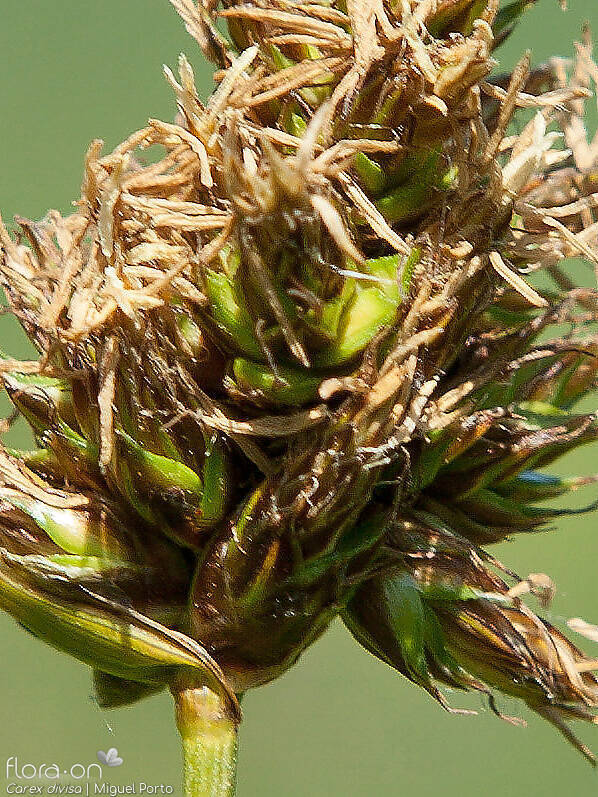 Carex divisa - Flor (close-up) | Miguel Porto; CC BY-NC 4.0