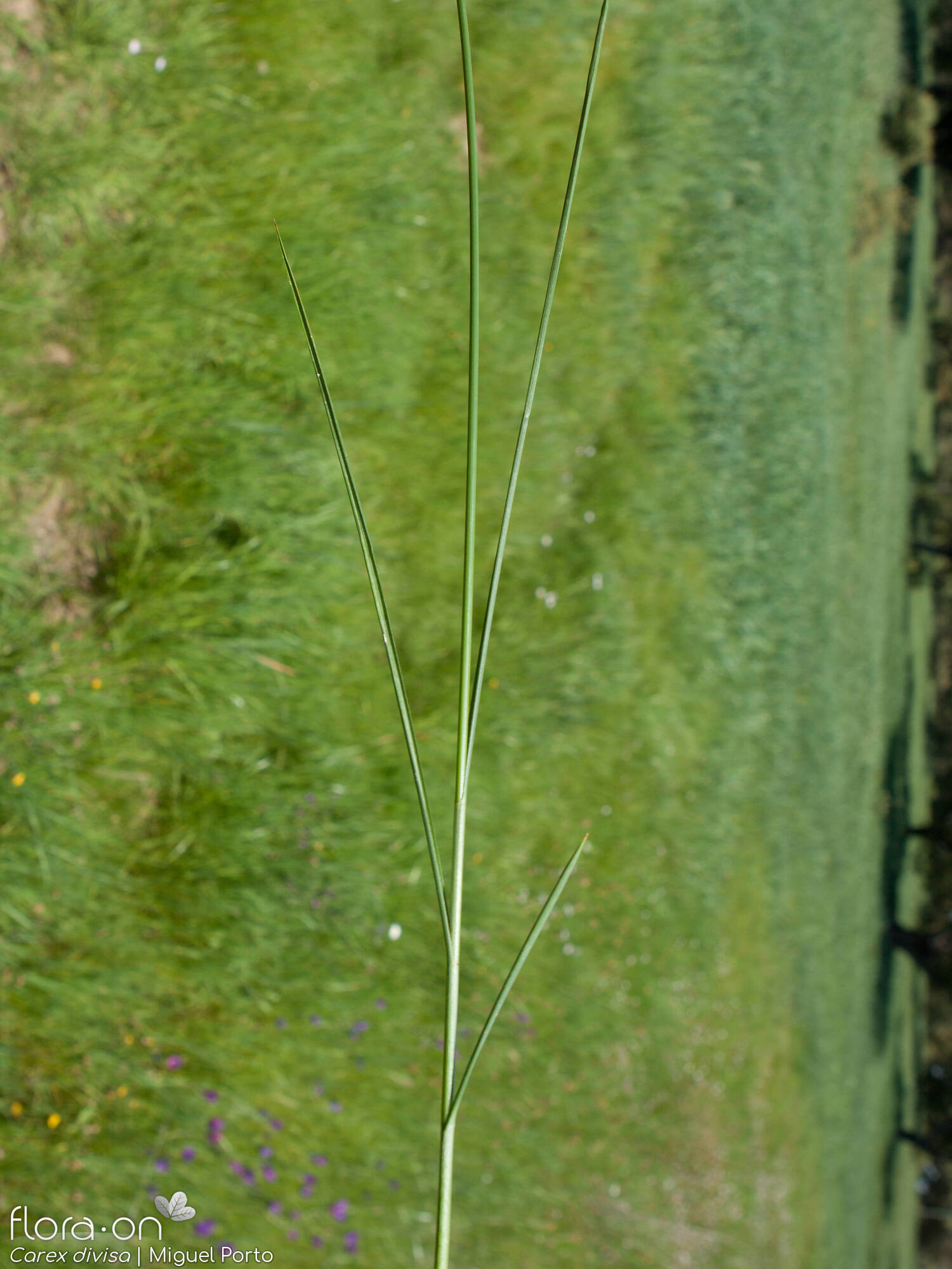 Carex divisa - Caule | Miguel Porto; CC BY-NC 4.0