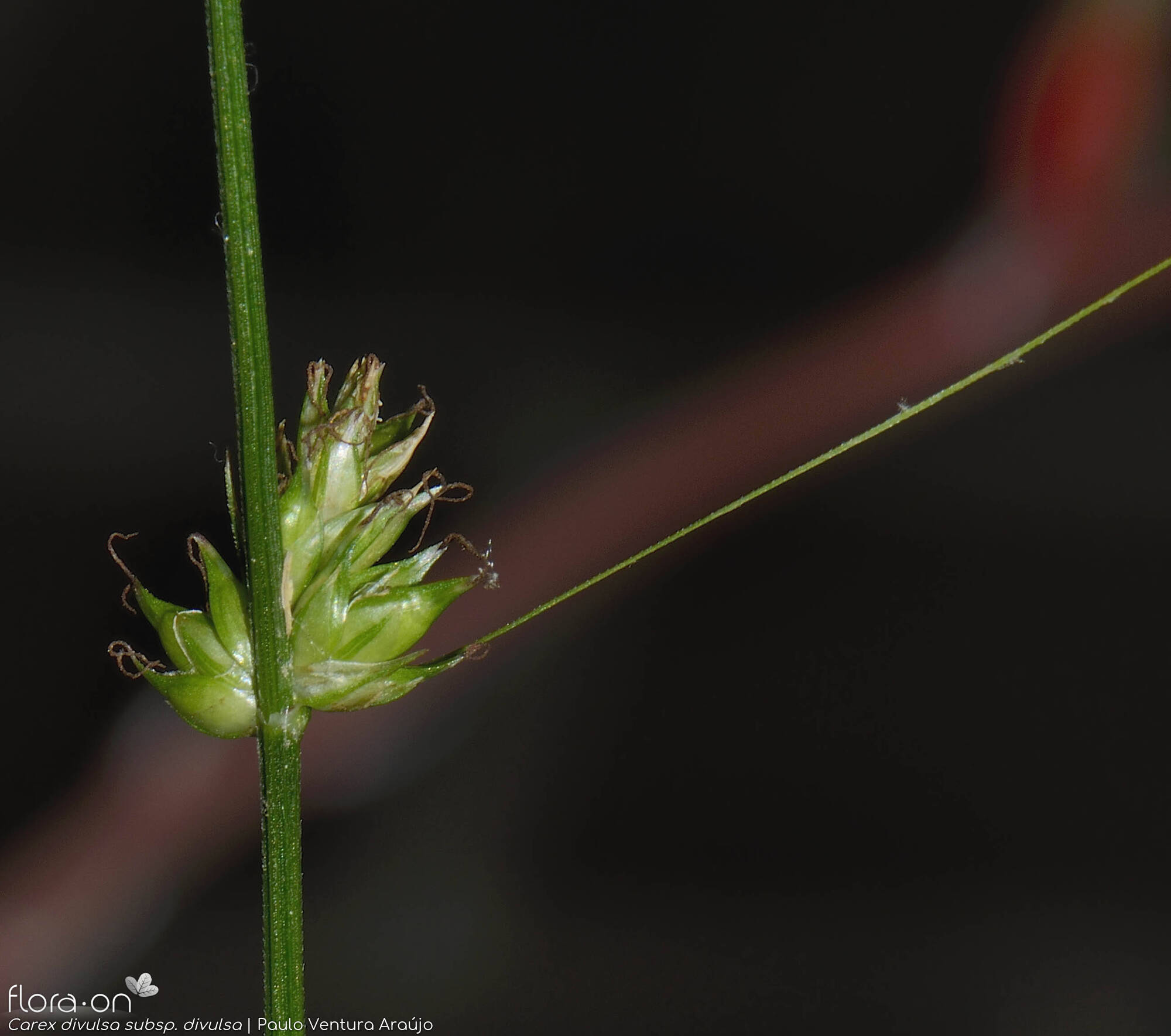 Carex divulsa - Flor (close-up) | Paulo Ventura Araújo; CC BY-NC 4.0