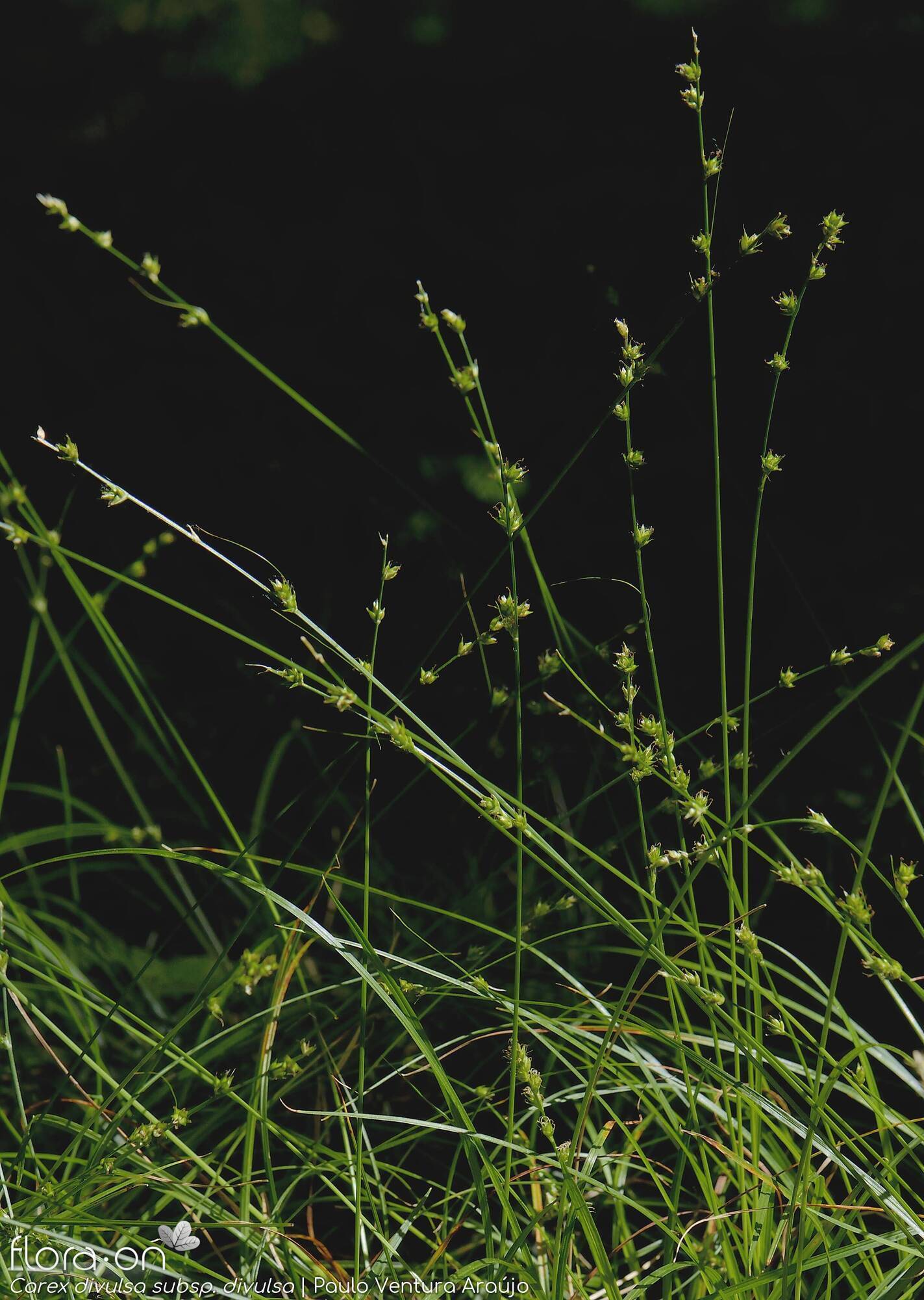 Carex divulsa - Hábito | Paulo Ventura Araújo; CC BY-NC 4.0