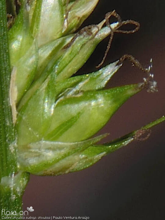 Carex divulsa - Fruto | Paulo Ventura Araújo; CC BY-NC 4.0