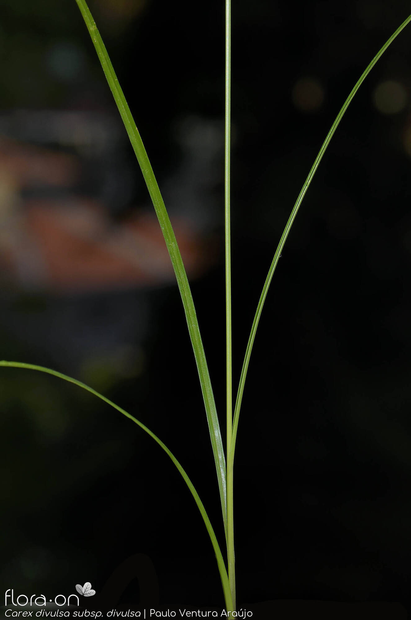 Carex divulsa - Folha | Paulo Ventura Araújo; CC BY-NC 4.0