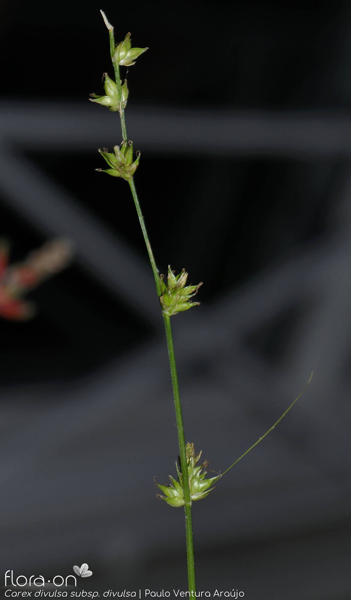 Carex divulsa - Flor (geral) | Paulo Ventura Araújo; CC BY-NC 4.0