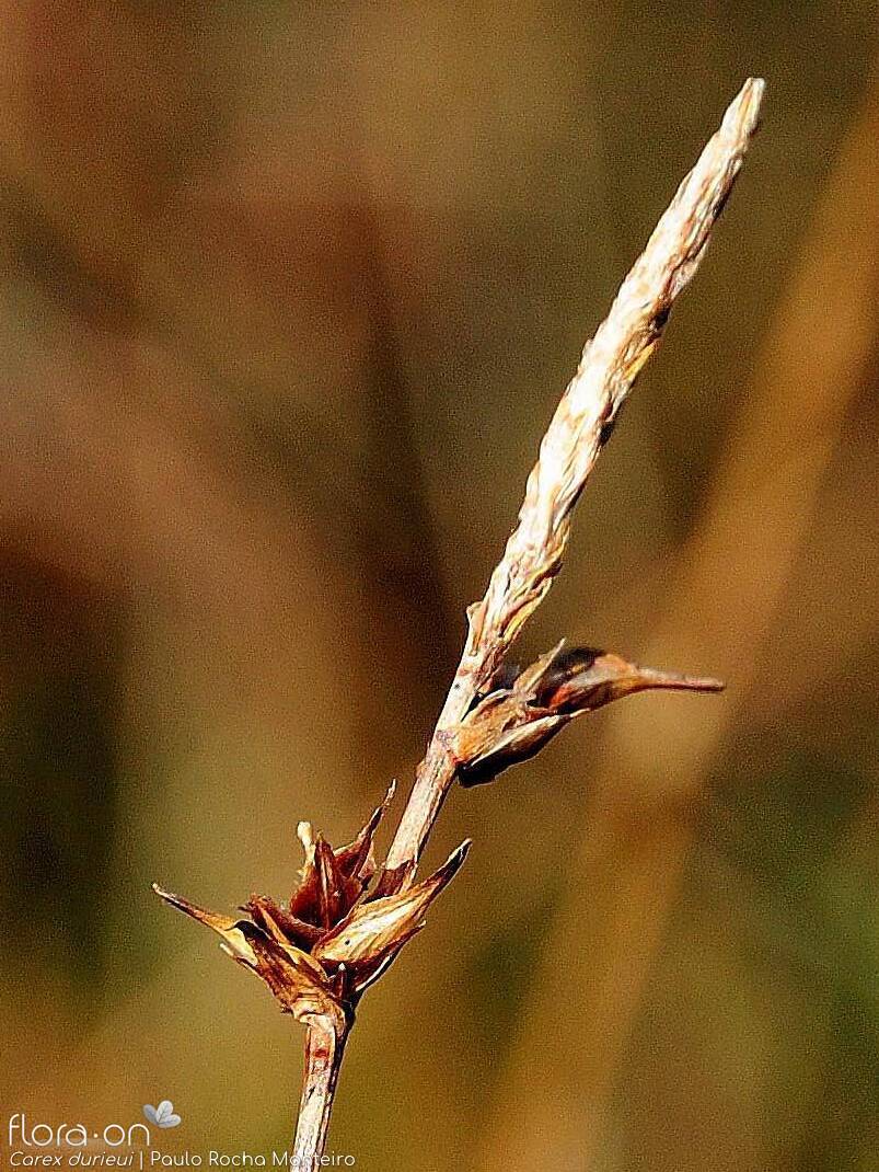 Carex durieui - Flor (geral) | Paulo Rocha Monteiro; CC BY-NC 4.0
