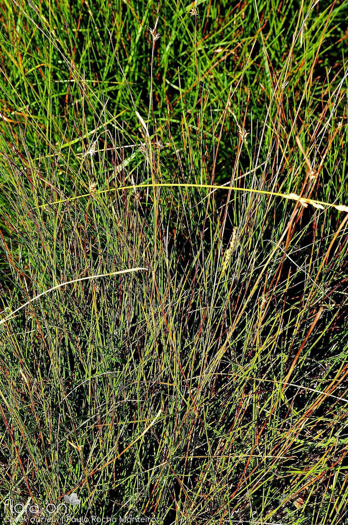 Carex durieui - Hábito | Paulo Rocha Monteiro; CC BY-NC 4.0