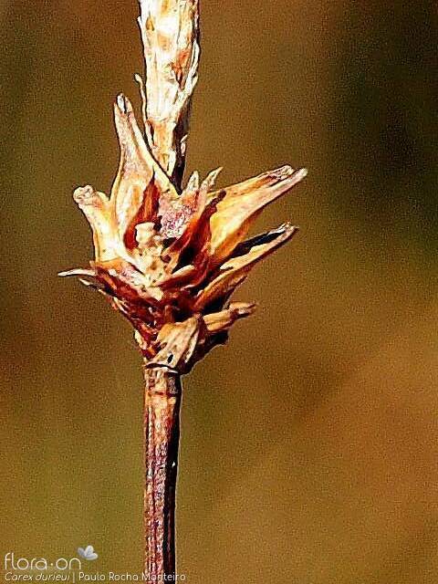 Carex durieui - Fruto | Paulo Rocha Monteiro; CC BY-NC 4.0