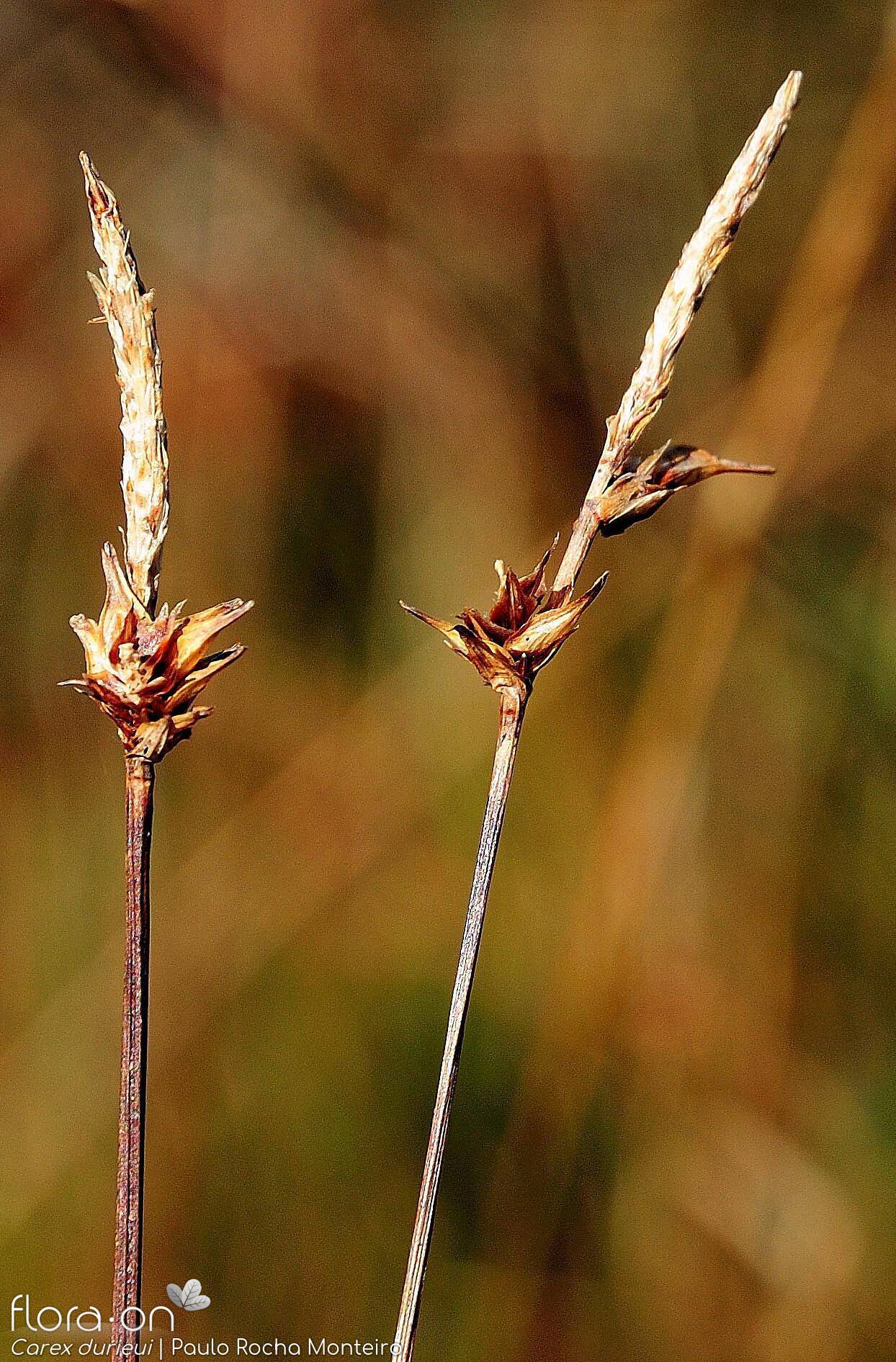 Carex durieui - Flor (geral) | Paulo Rocha Monteiro; CC BY-NC 4.0