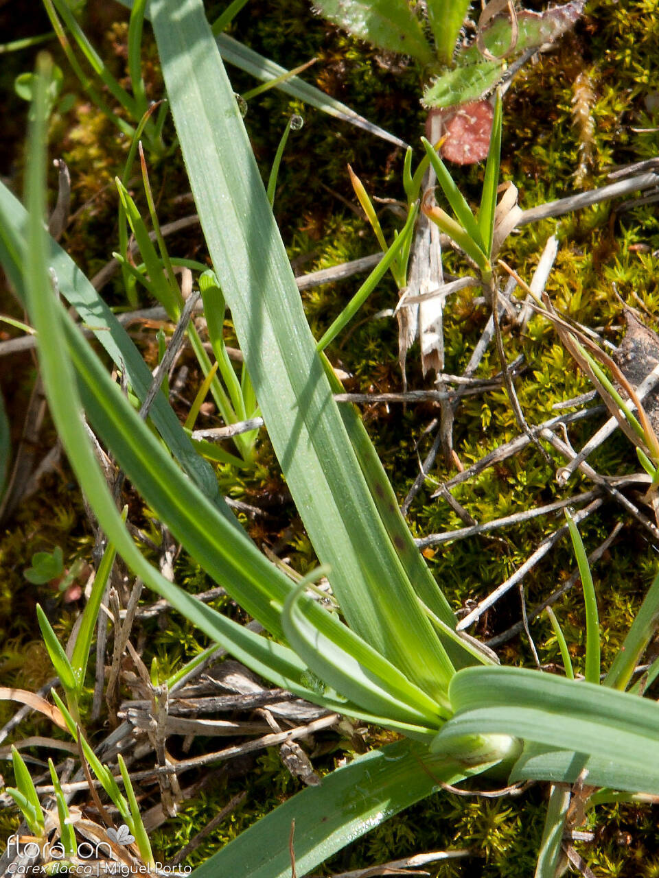 Carex flacca - Folha | Miguel Porto; CC BY-NC 4.0