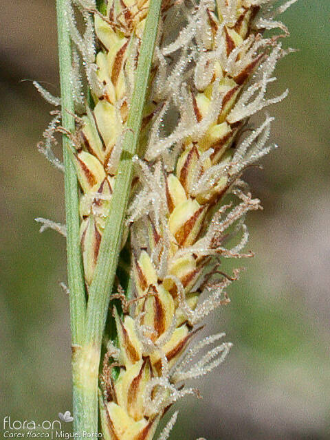Carex flacca - Flor (close-up) | Miguel Porto; CC BY-NC 4.0