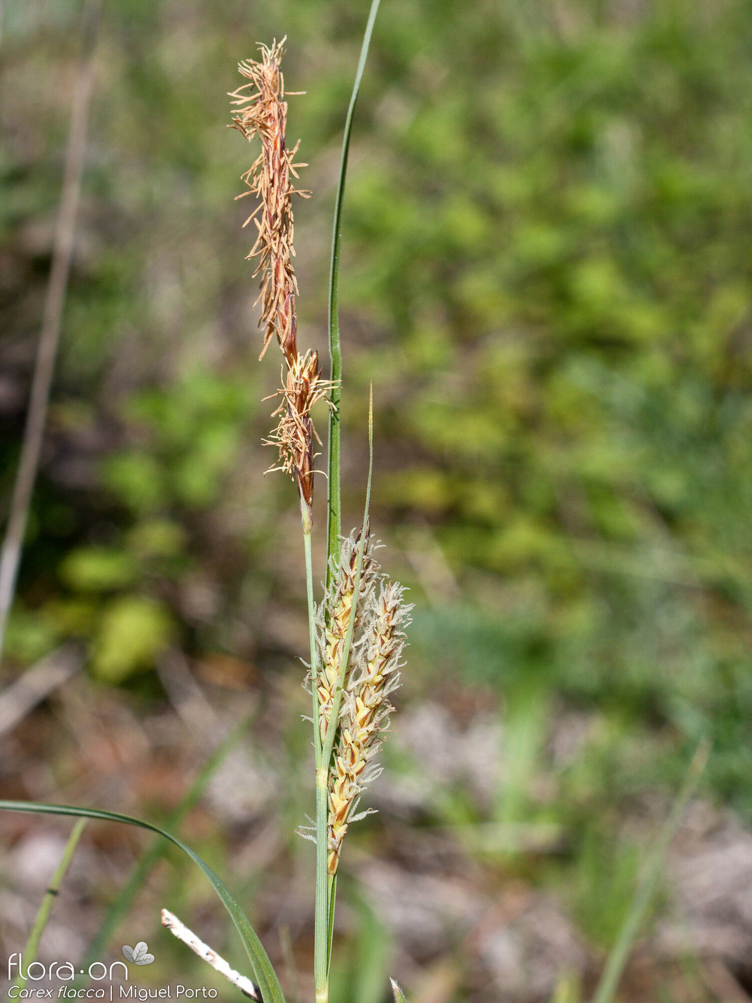 Carex flacca - Flor (geral) | Miguel Porto; CC BY-NC 4.0