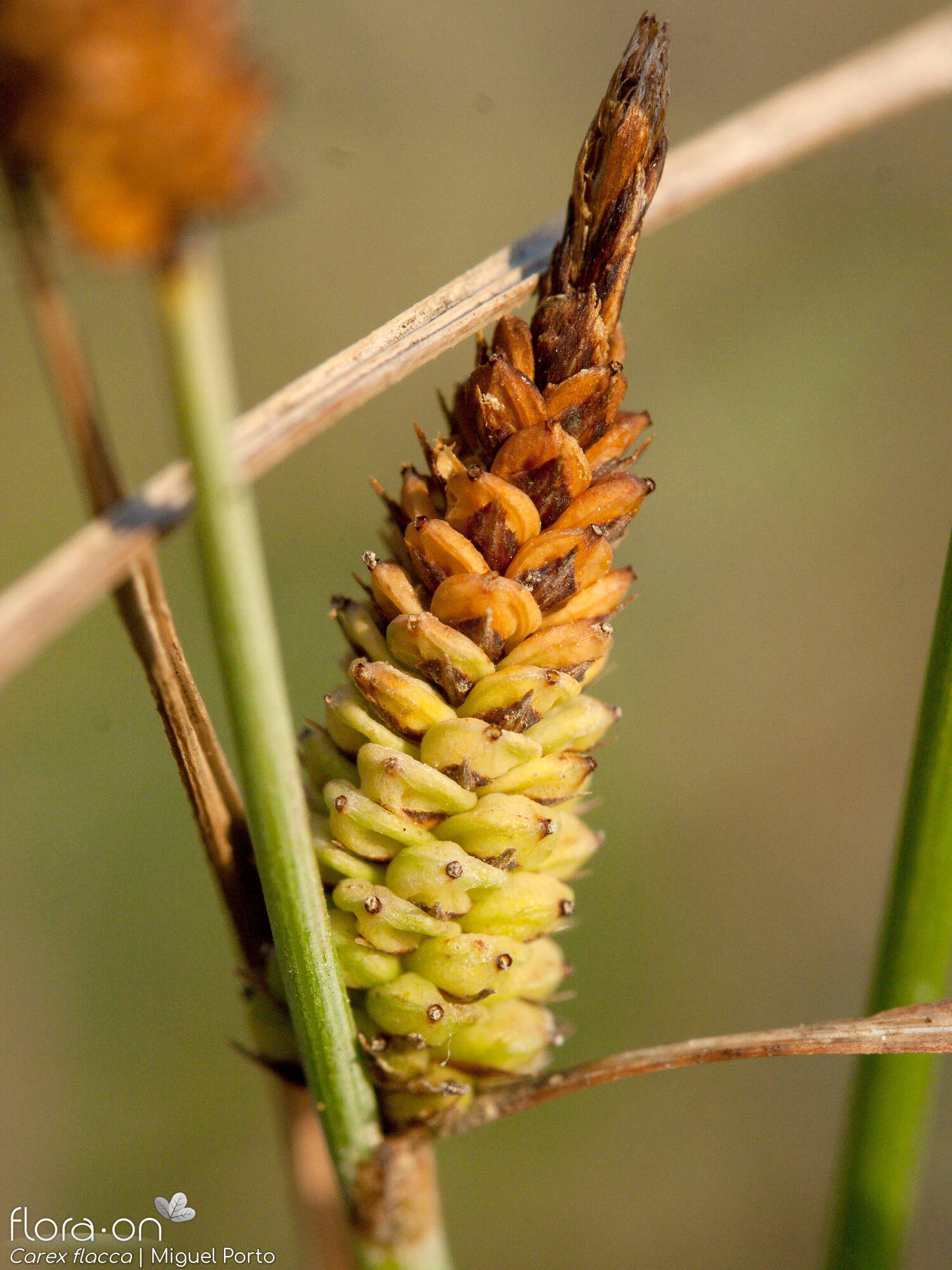 Carex flacca - Flor (close-up) | Miguel Porto; CC BY-NC 4.0