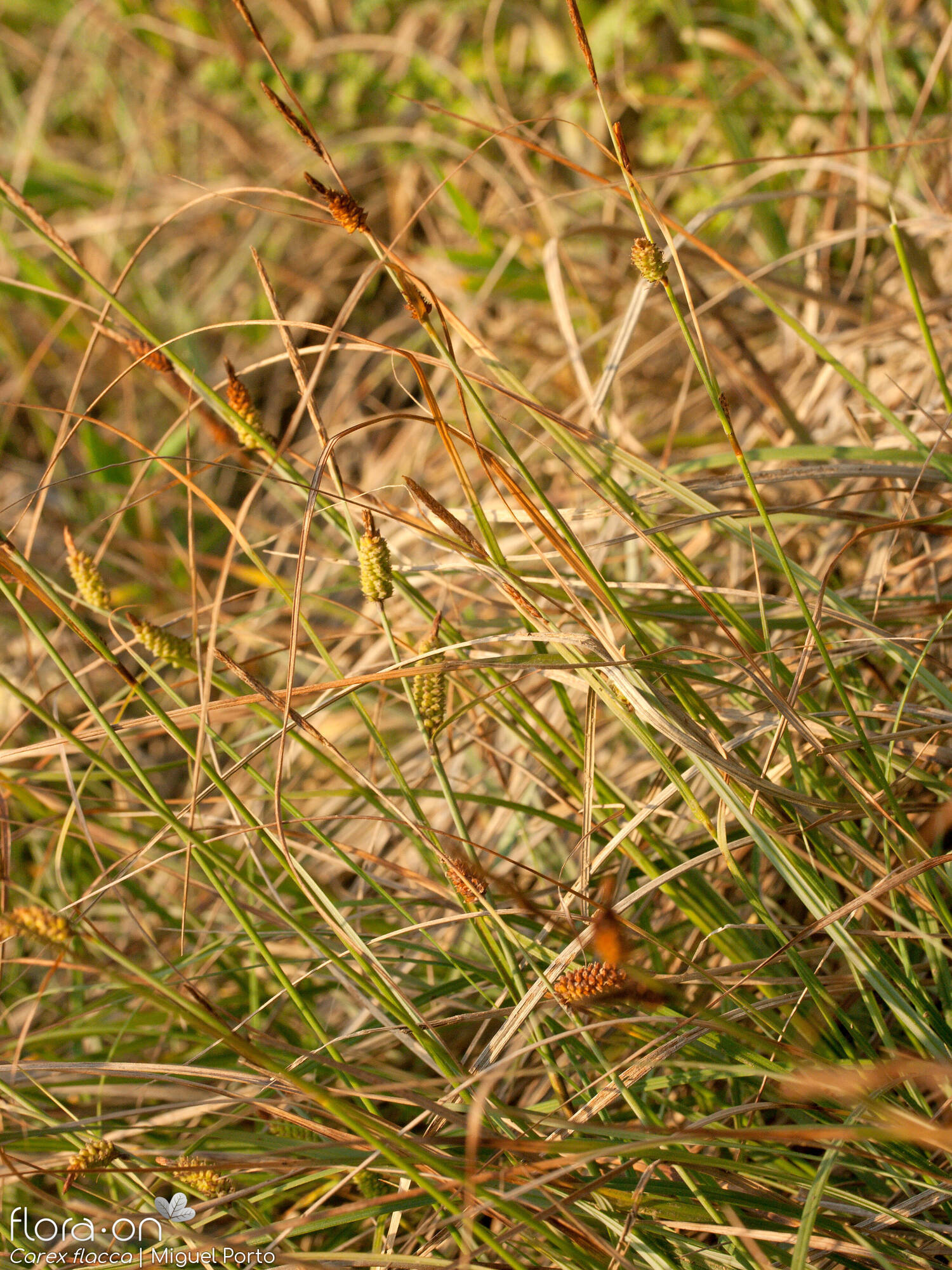 Carex flacca - Hábito | Miguel Porto; CC BY-NC 4.0