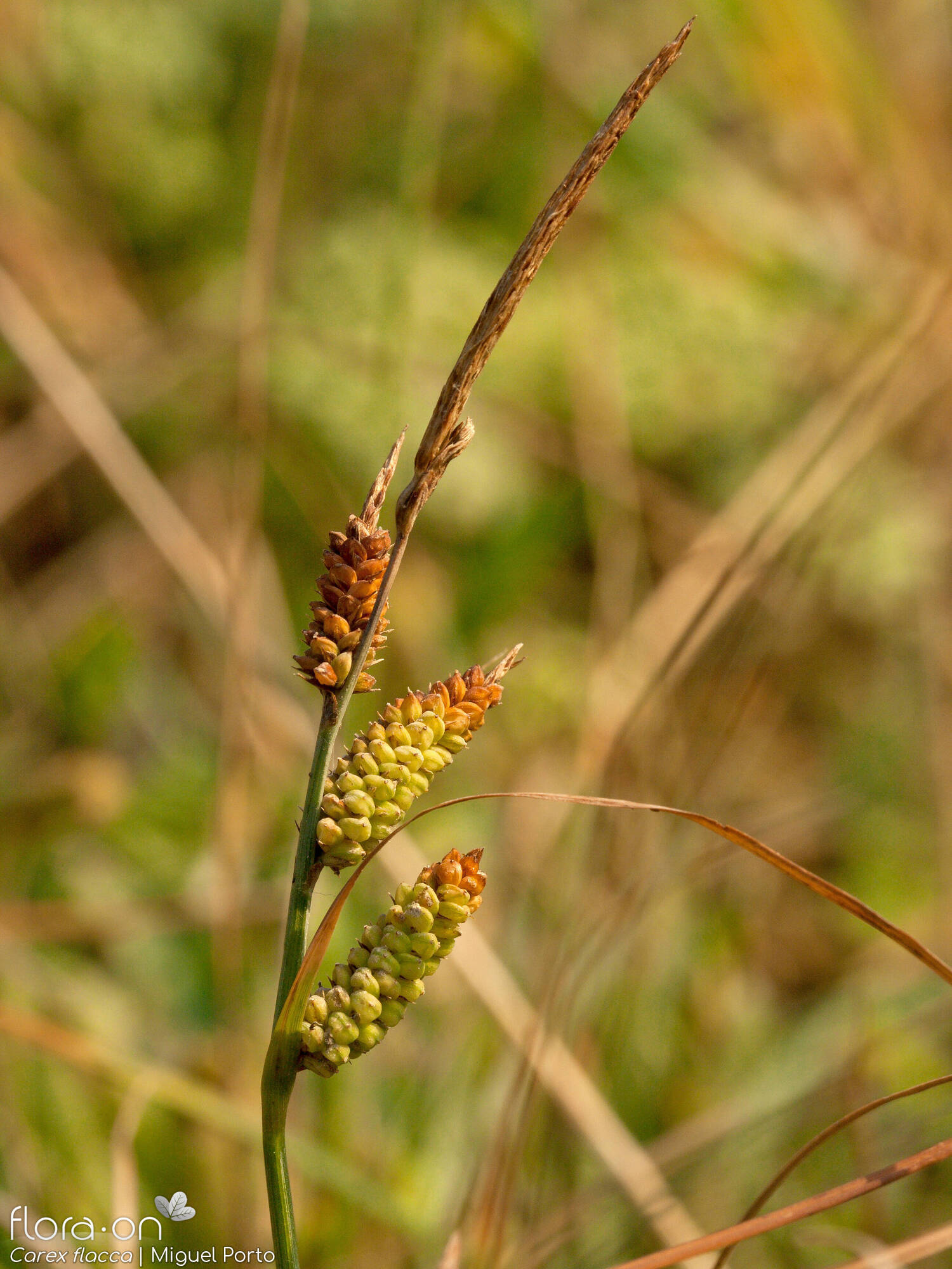 Carex flacca - Flor (geral) | Miguel Porto; CC BY-NC 4.0