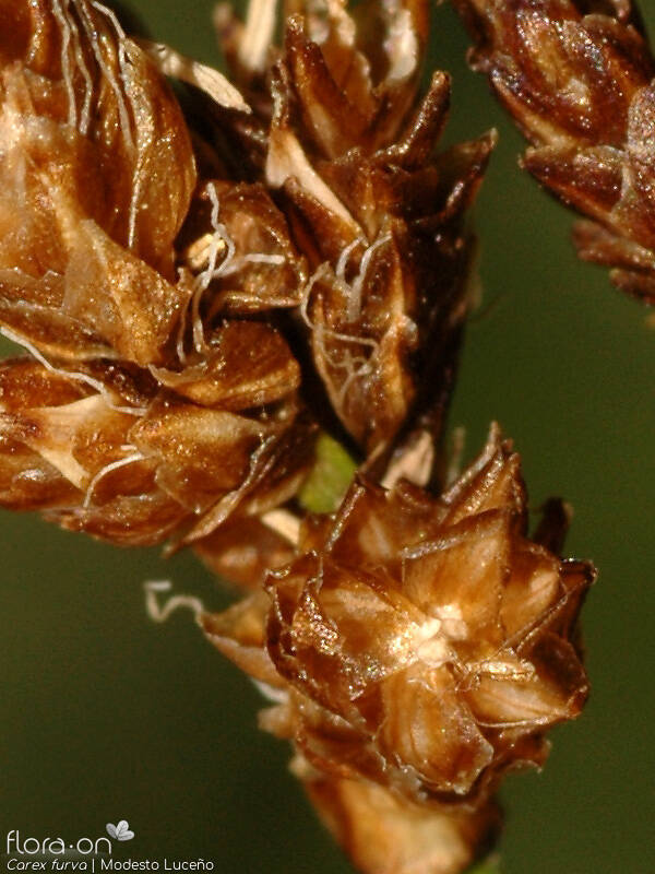 Carex furva - Flor (close-up) | Modesto Luceño; CC BY-NC 4.0