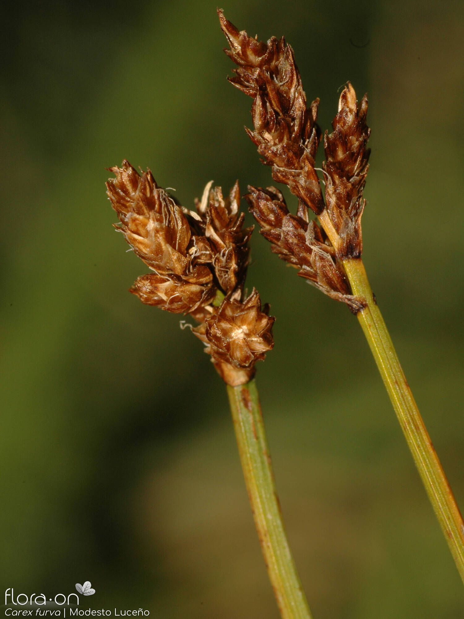 Carex furva - Flor (geral) | Modesto Luceño; CC BY-NC 4.0