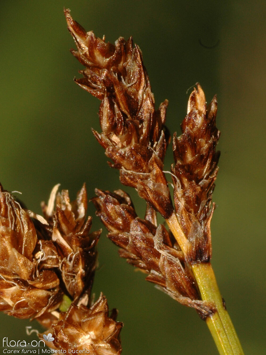 Carex furva - Flor (geral) | Modesto Luceño; CC BY-NC 4.0