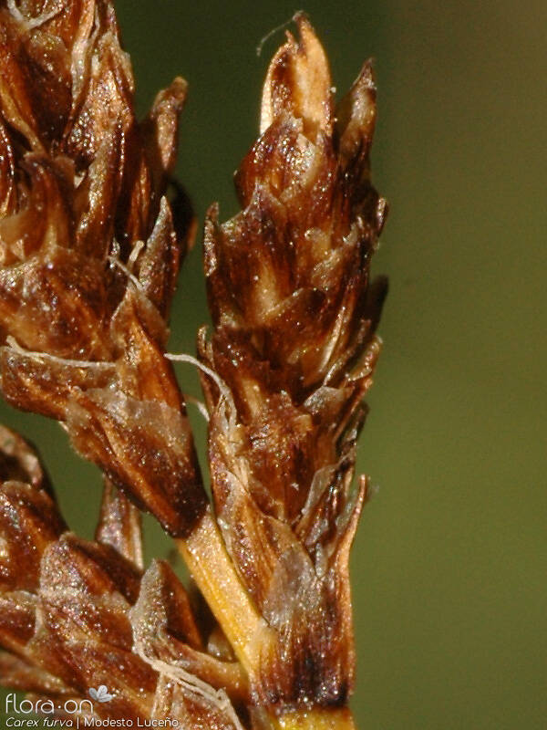 Carex furva - Flor (close-up) | Modesto Luceño; CC BY-NC 4.0