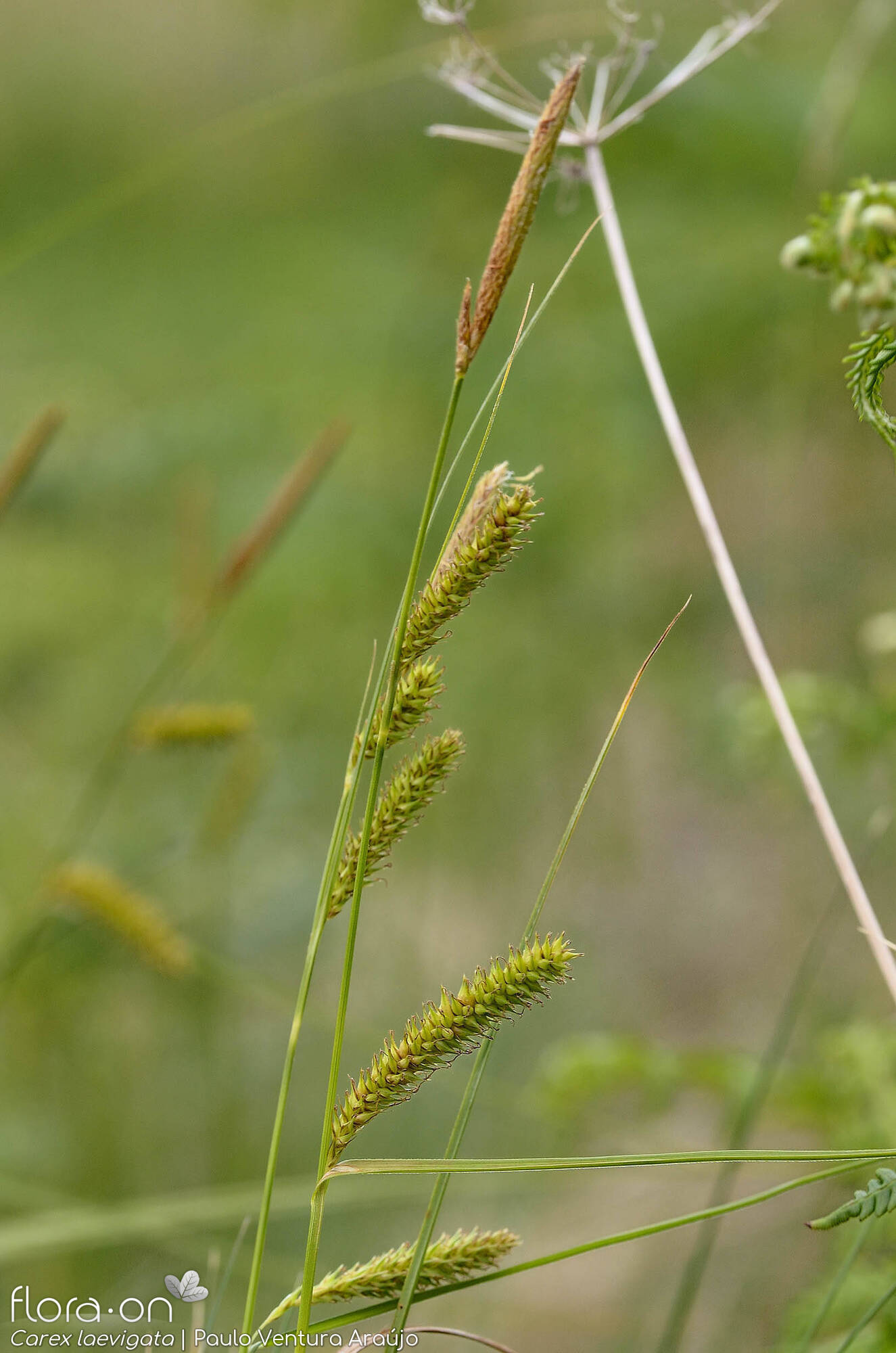 Carex laevigata - Flor (geral) | Paulo Ventura Araújo; CC BY-NC 4.0