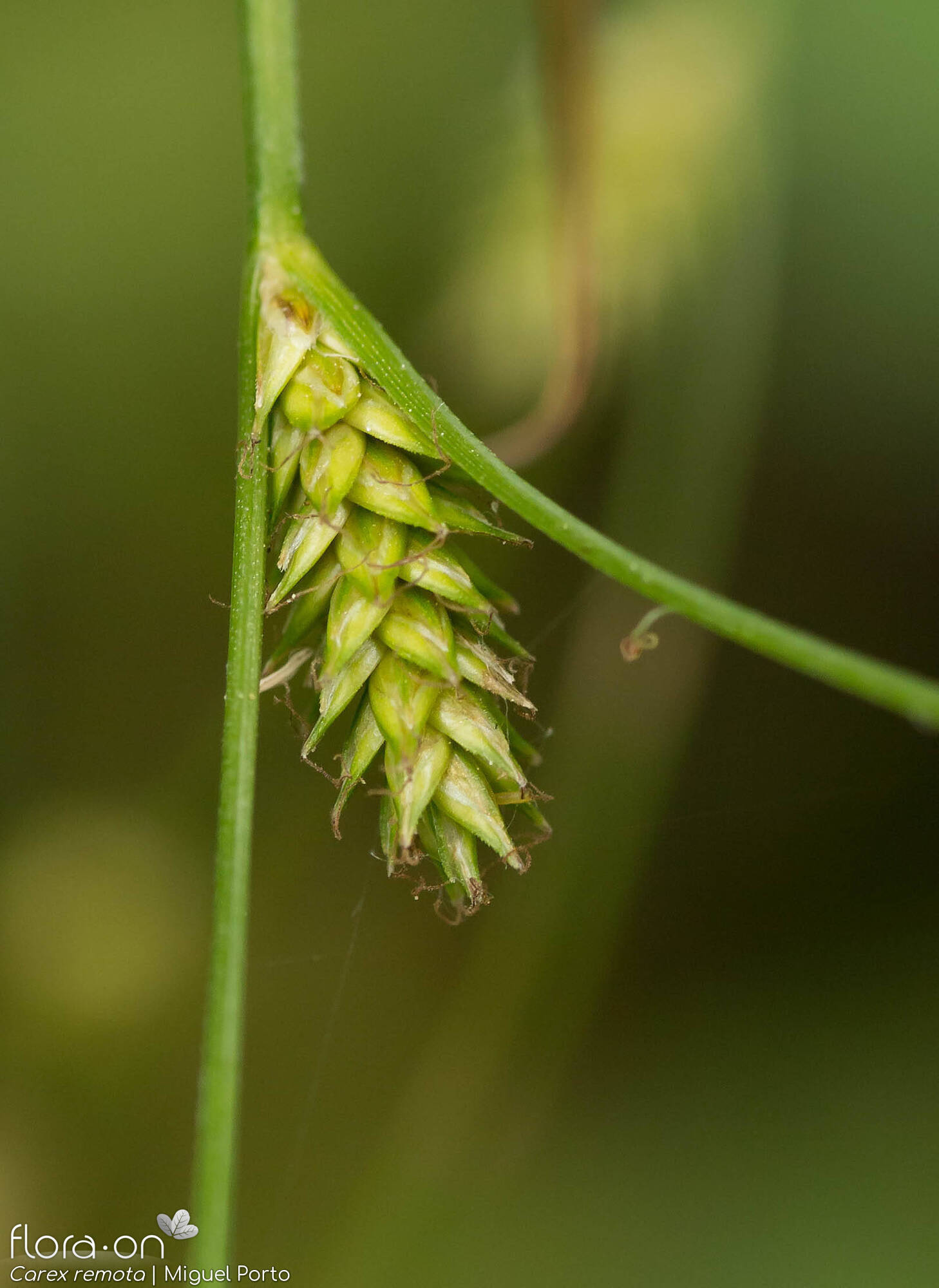 Carex remota - Flor (geral) | Miguel Porto; CC BY-NC 4.0