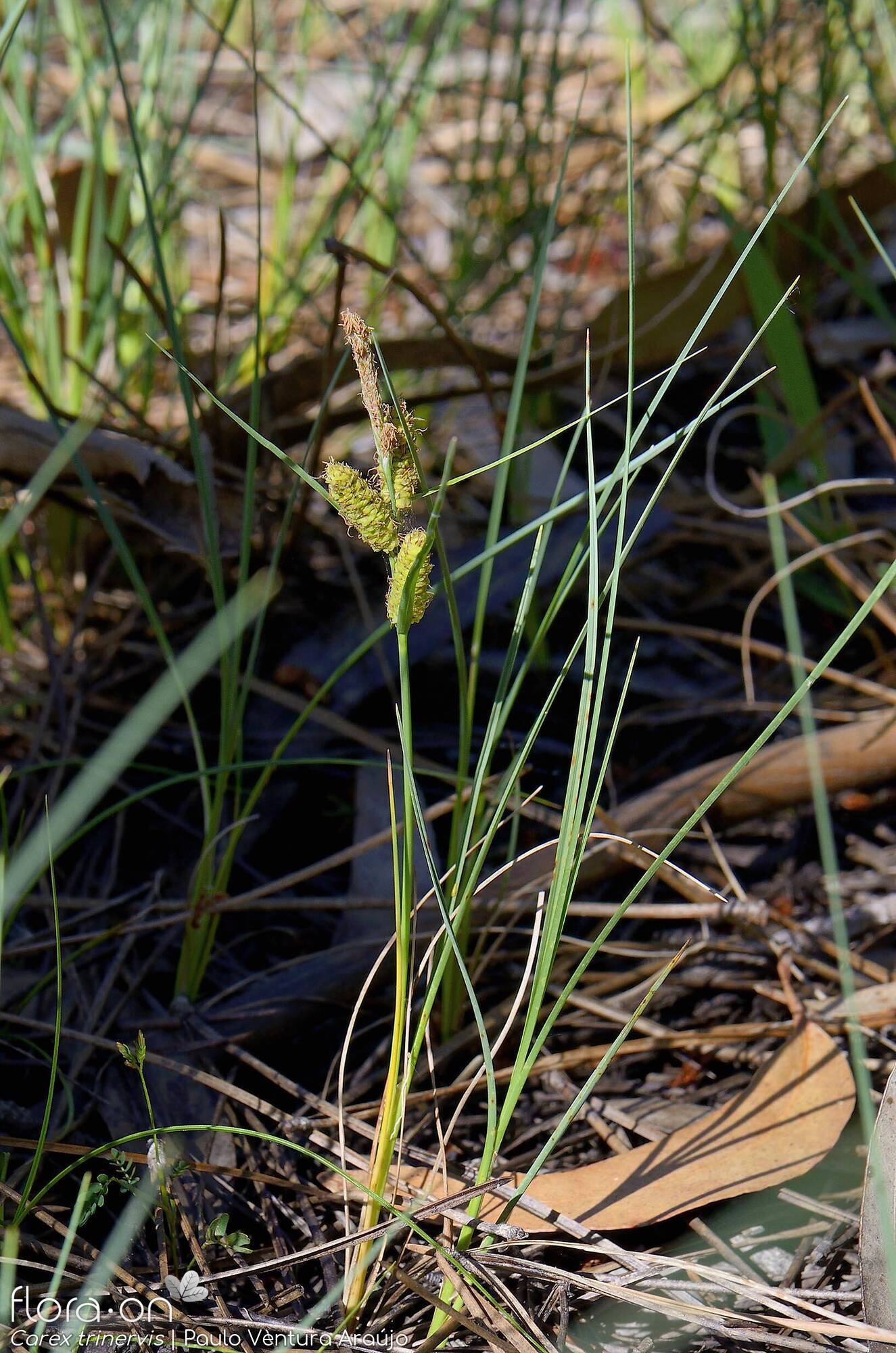 Carex trinervis - Hábito | Paulo Ventura Araújo; CC BY-NC 4.0