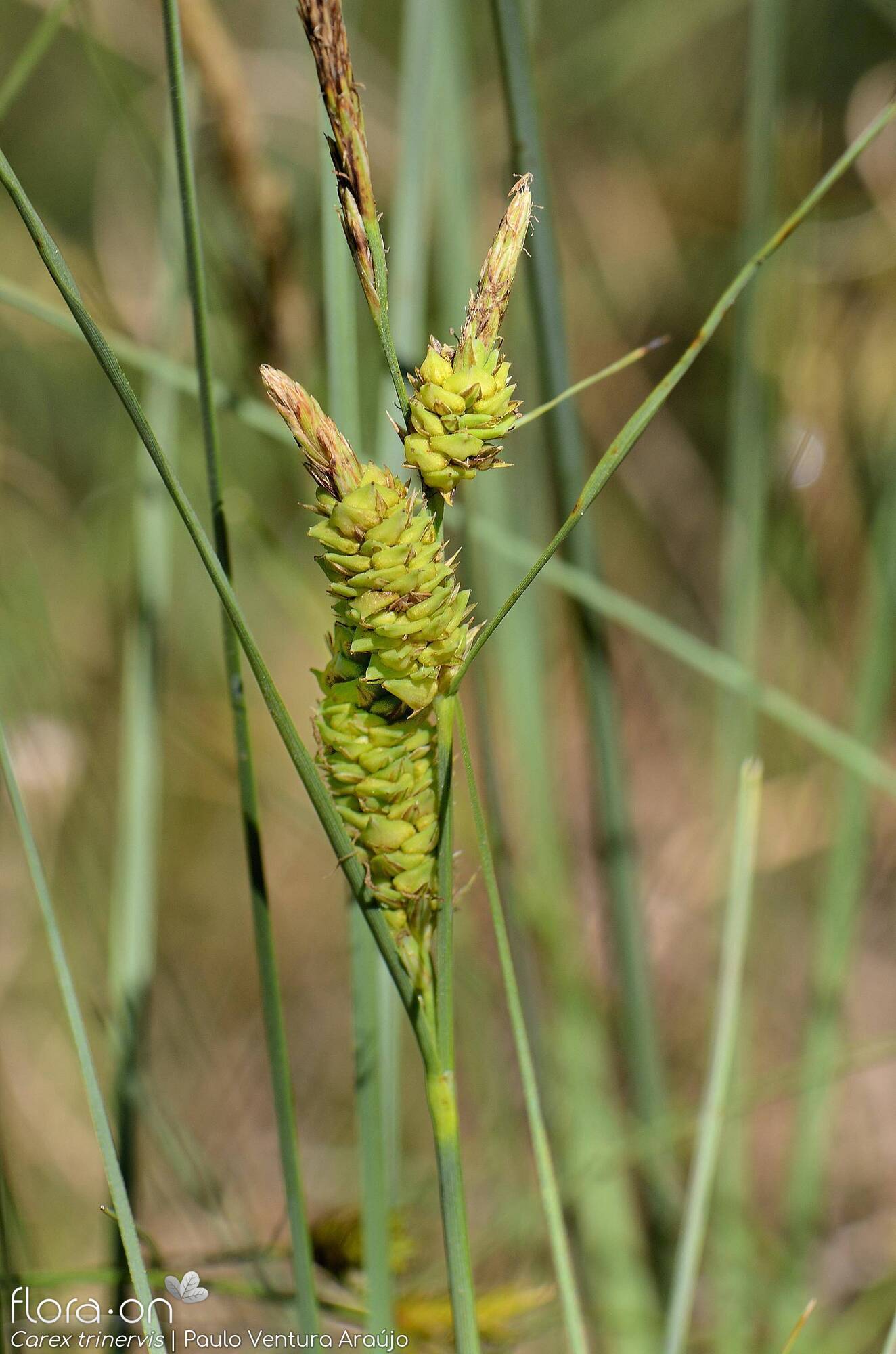 Carex trinervis - Flor (geral) | Paulo Ventura Araújo; CC BY-NC 4.0