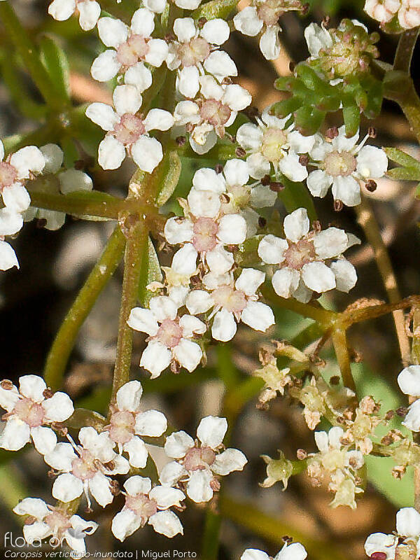 Caropsis verticillato-inundata - Flor (close-up) | Miguel Porto; CC BY-NC 4.0