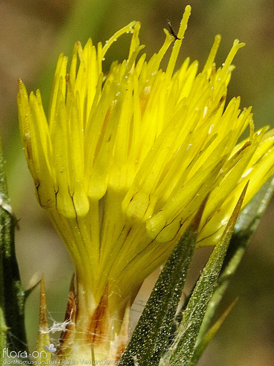 Carthamus lanatus - Flor (close-up) | Paulo Ventura Araújo; CC BY-NC 4.0