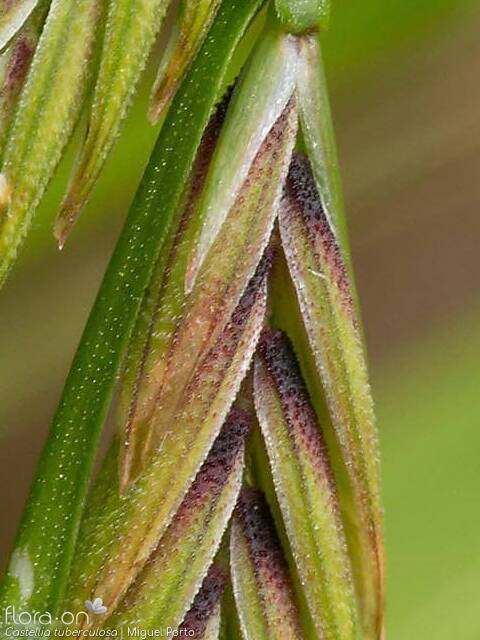 Castellia tuberculosa - Flor (close-up) | Miguel Porto; CC BY-NC 4.0