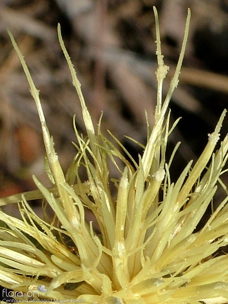 Centaurea africana - Flor (close-up) | Miguel Porto; CC BY-NC 4.0