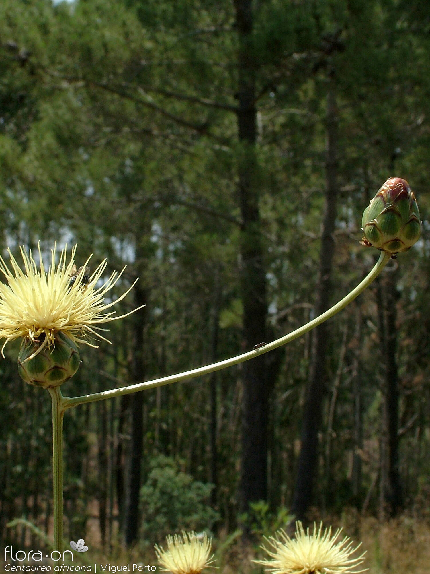 Centaurea africana - Flor (geral) | Miguel Porto; CC BY-NC 4.0