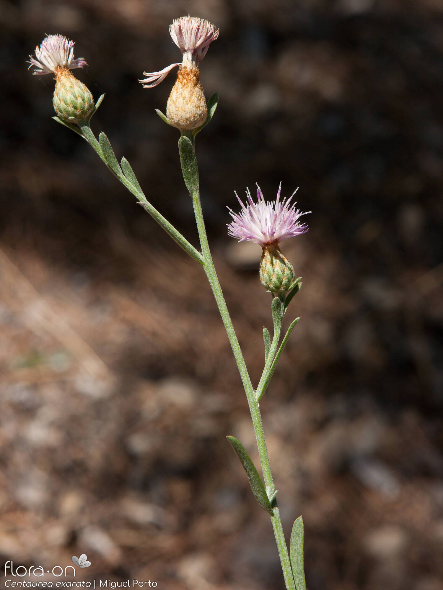 Centaurea exarata - Flor (geral) | Miguel Porto; CC BY-NC 4.0