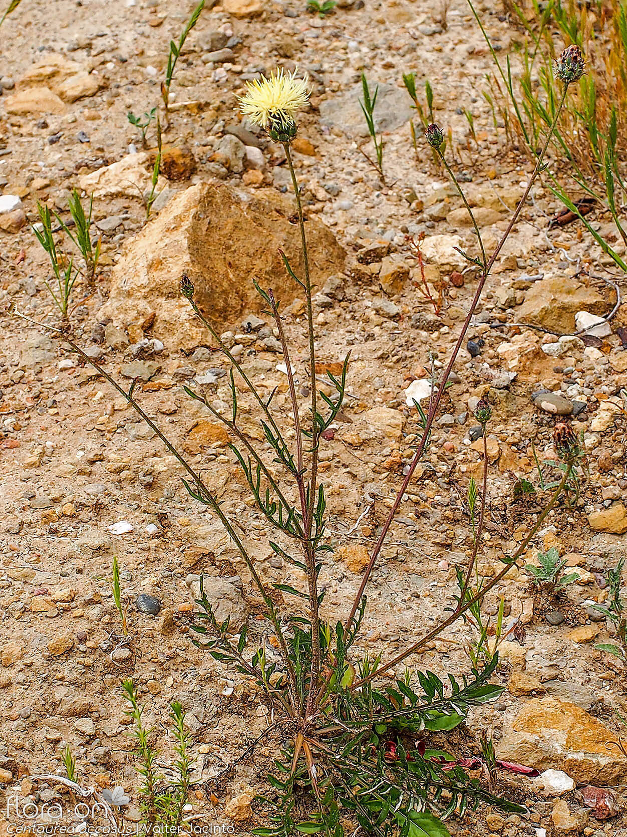 Centaurea occasus - Hábito | Valter Jacinto; CC BY-NC 4.0